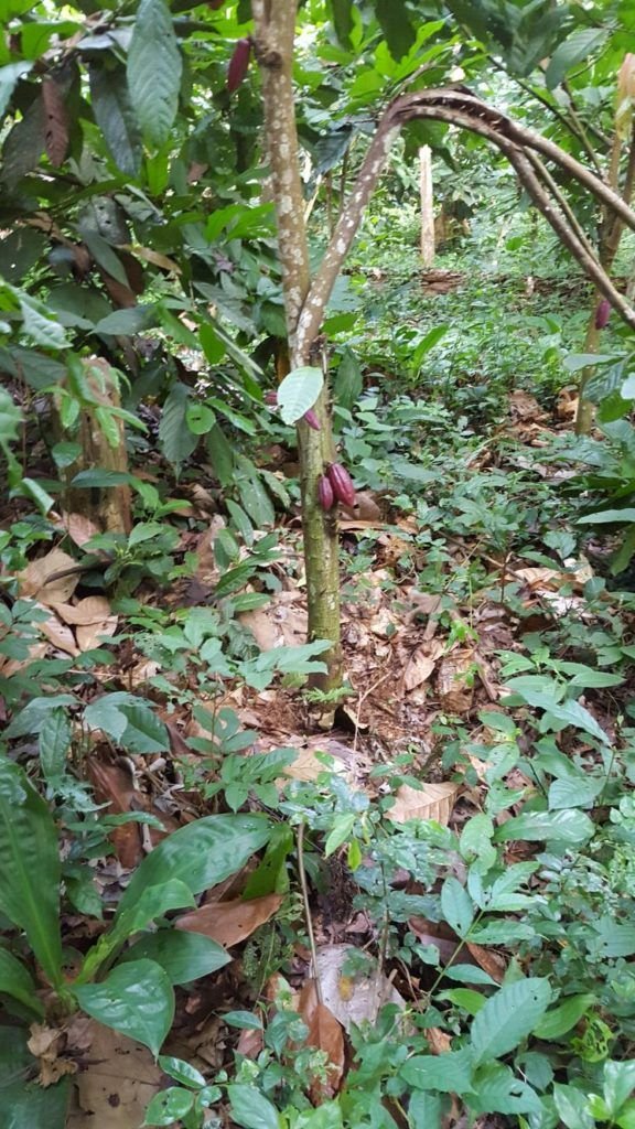 cacao