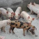 porc-frais-pour-le-marcher