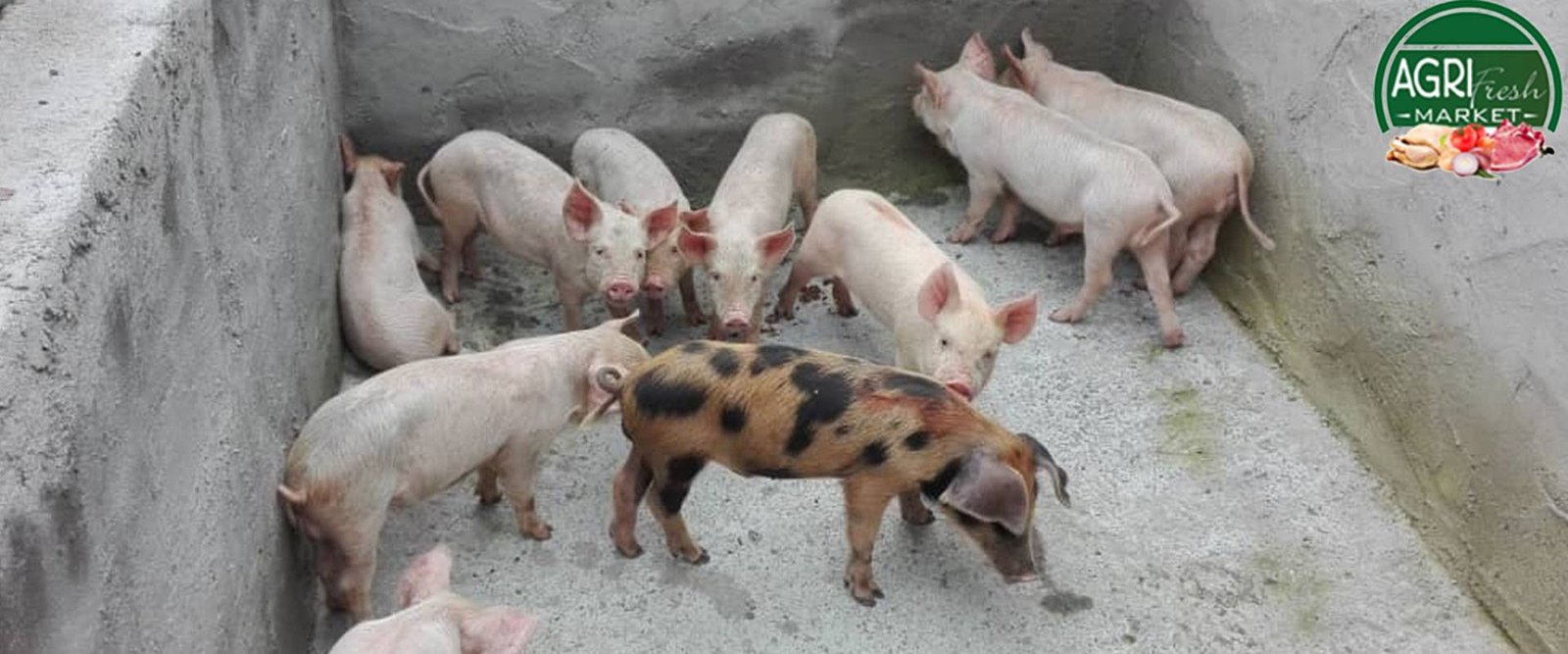 porc-frais-pour-le-marcher